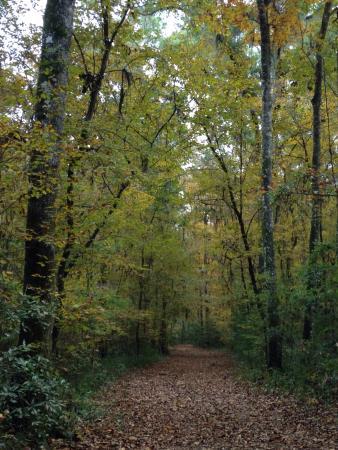San Felasco Hammock State Park